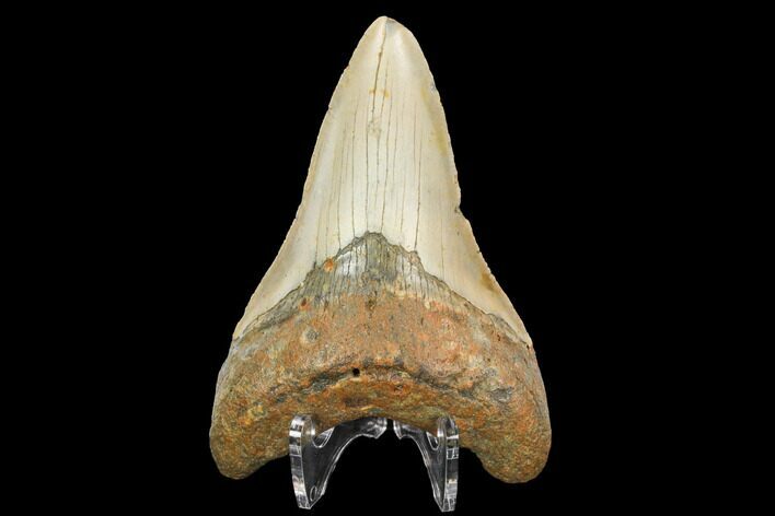 Fossil Megalodon Tooth - North Carolina #124644